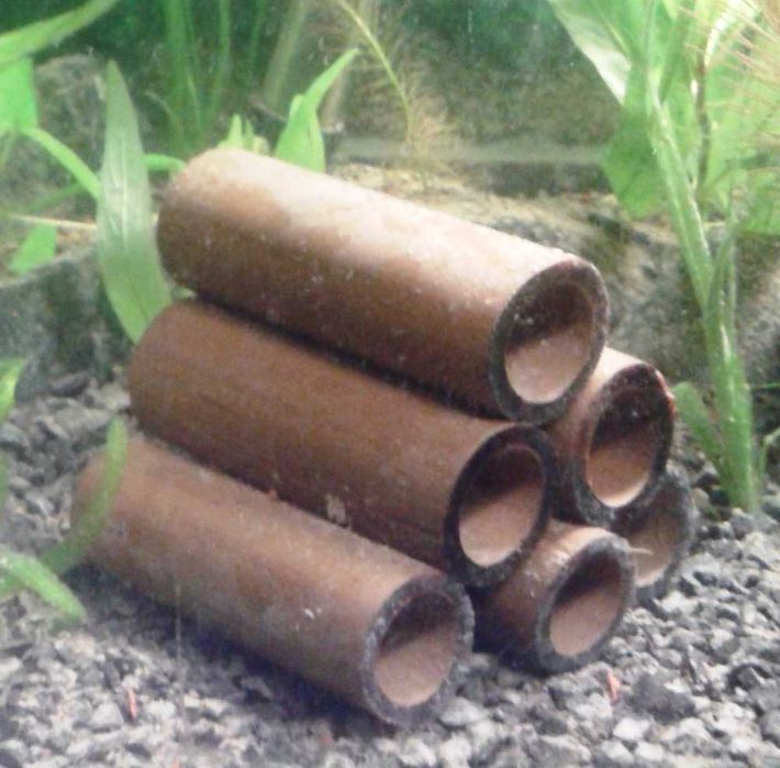 Bambus, bambusowe rurki