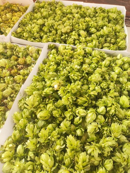 Шишки хмелю, 2025