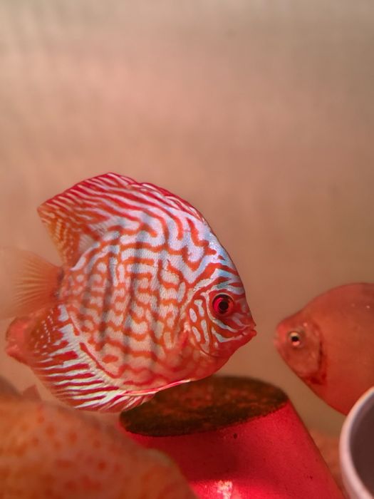 Vendo red turquoise discus