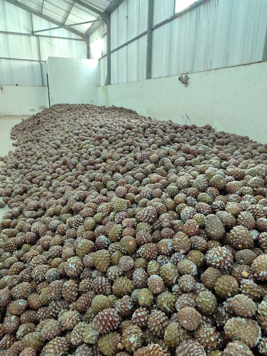 Enxertia de Pinheiro Manso