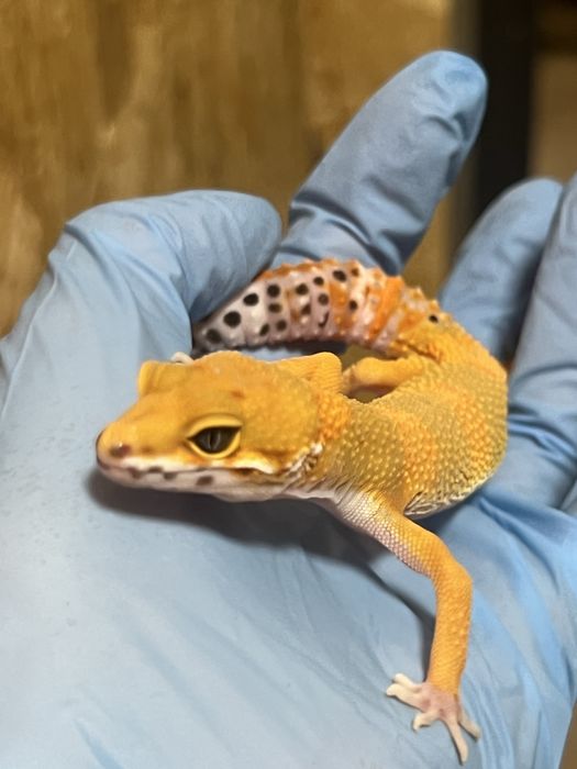 Gekon lamparci gekony lamparcie możliwe terrarium