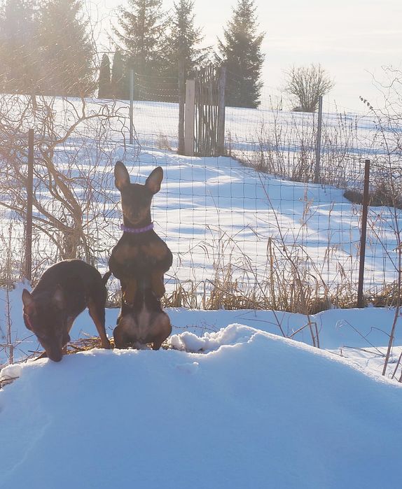 Sunia  Pinczer Miniaturowy FCI - wesoła _ odważna suczka