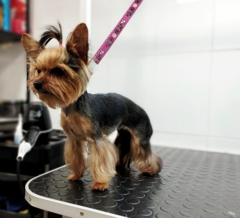 Йорк ищет невесту.