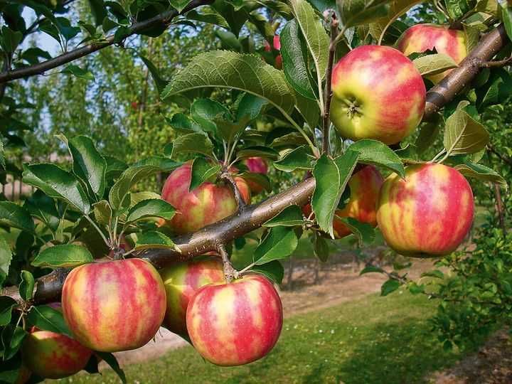 Maciera que produz MAÇÃS TIGRADAS VARIEGATA