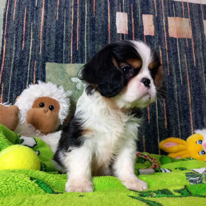 Кавалер кінг чарльз спаніель