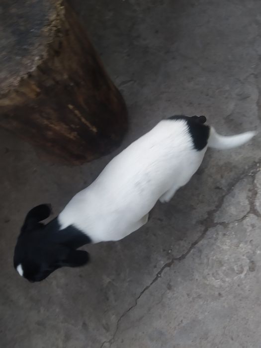 Віддам цуценя дівчинку у добрі руки