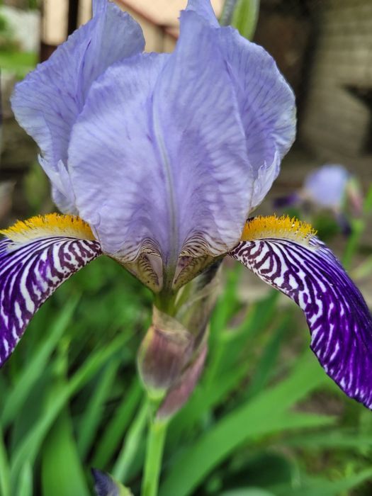 Півники двоколірні, середні