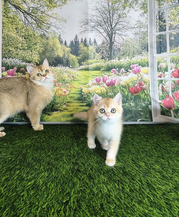Золоті шиншилли кошенята