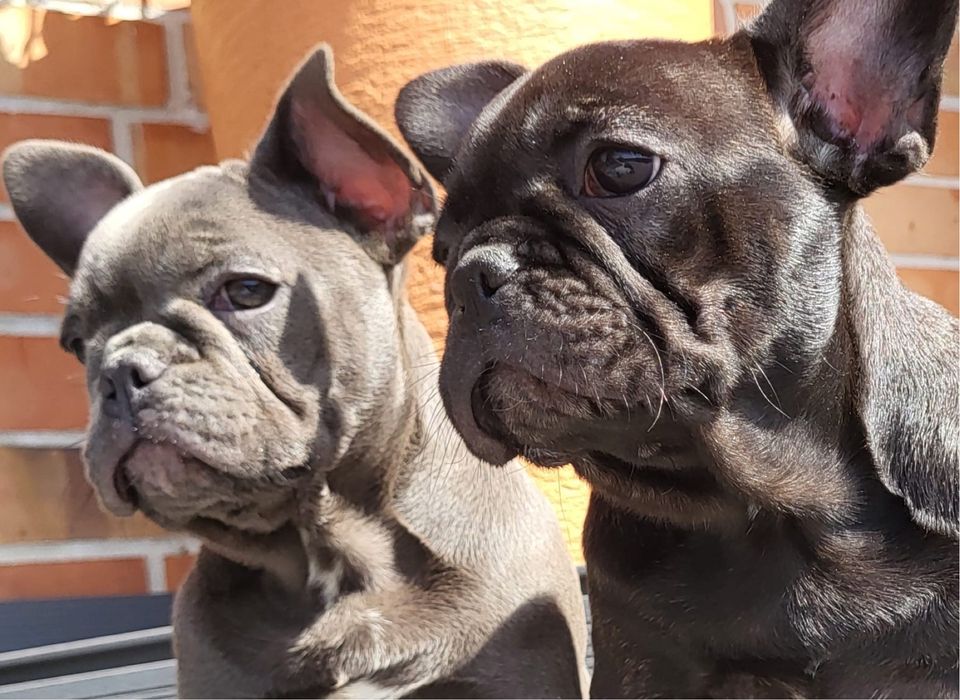 Buldog francuski