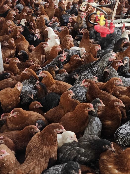 Kury nioski młode z jajkami 25 tyg.ROSA Dominant kolorowe kurki WYBIEG