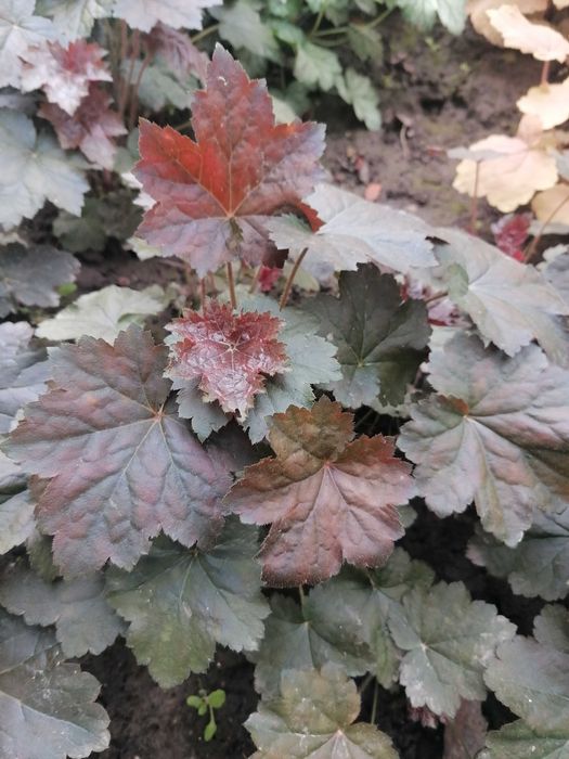 Гейхери (набір сортів)