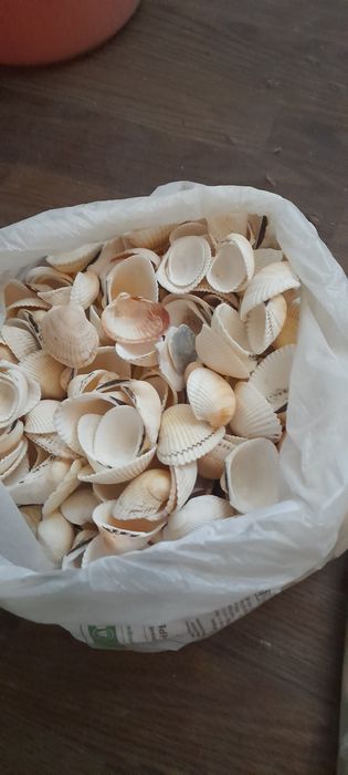 Морские ракушки .мушли. рапаны.