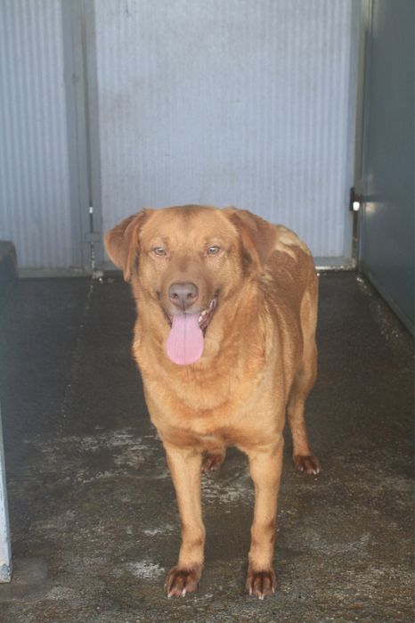 Betty cadela jovem porte medio grande