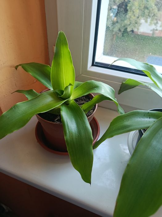Callisia fragrans  złoty wąs