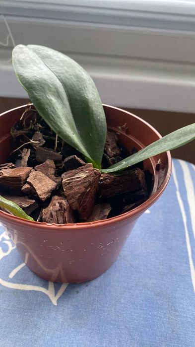 Продам орхидеи - цвет -сюрприз