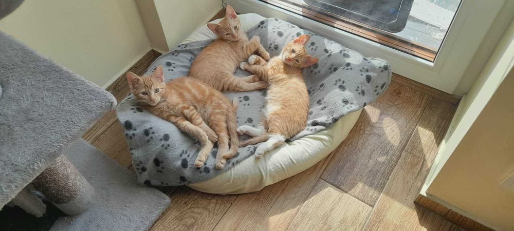 3 m. rude kotki do adopcji.