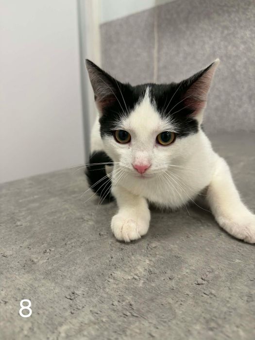 Kocia rodzinka poleca się do adopcji