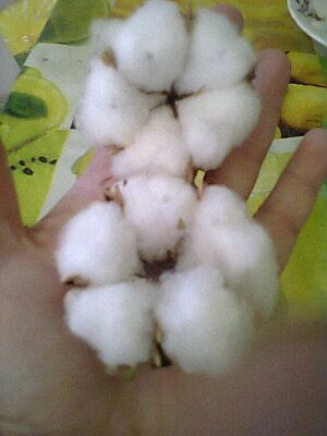 Хлопок семена хлопка бавовна насіння бавовни