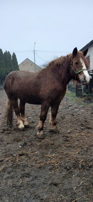 Sprzedam Klacz zrebna