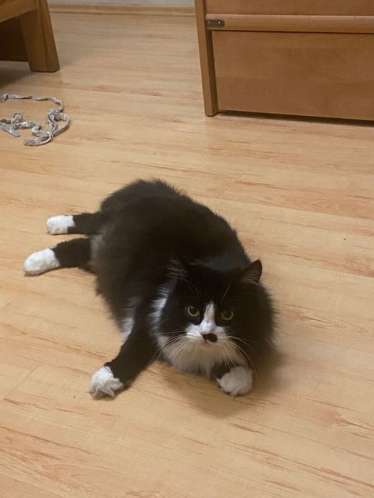 Віддаю кицю у добру та відповідальну сім‘ю