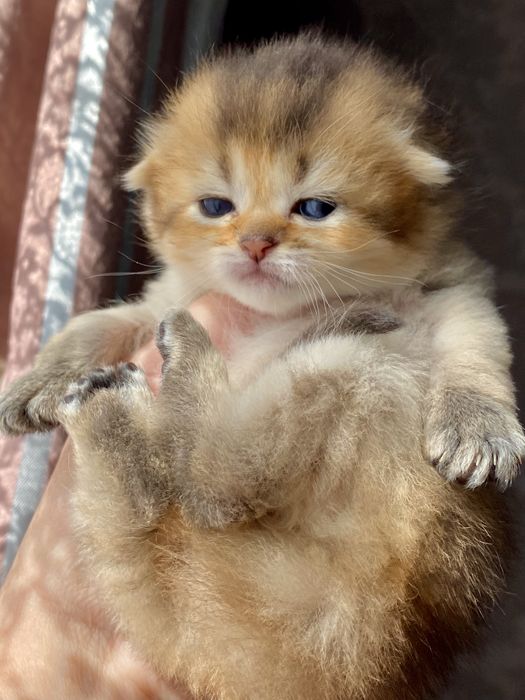 Золотая шиншилла