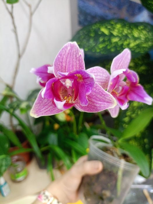 Домашня квітуча орхідея метелик, рожевий антуріум, драцена Лемон