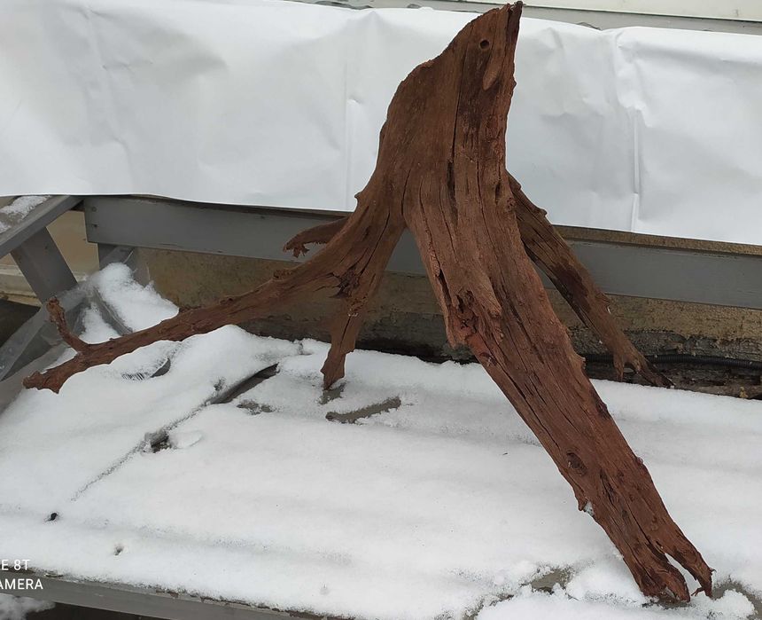 Wielki korzeń mangrowca