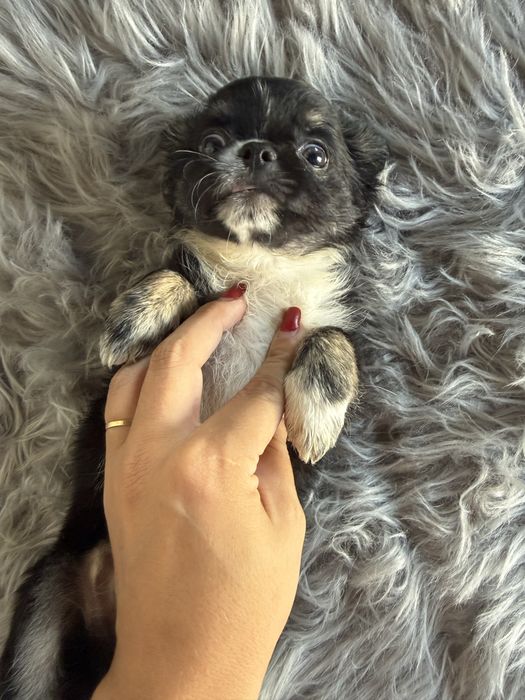 “MENINA“ Chihuahua “MINI” de bolsa , pêlo longo