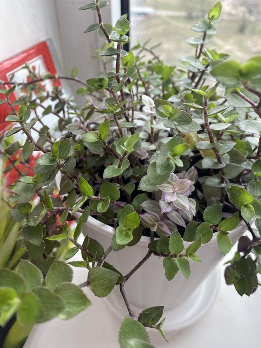 Традесканция мелколиственная