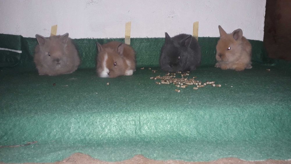 Кролики карликові, декоративні кролики.