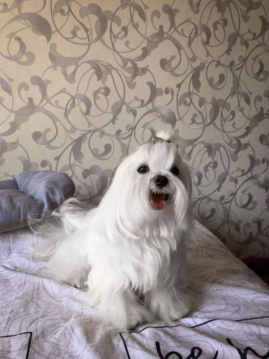 Мальчик мальтез для вязки