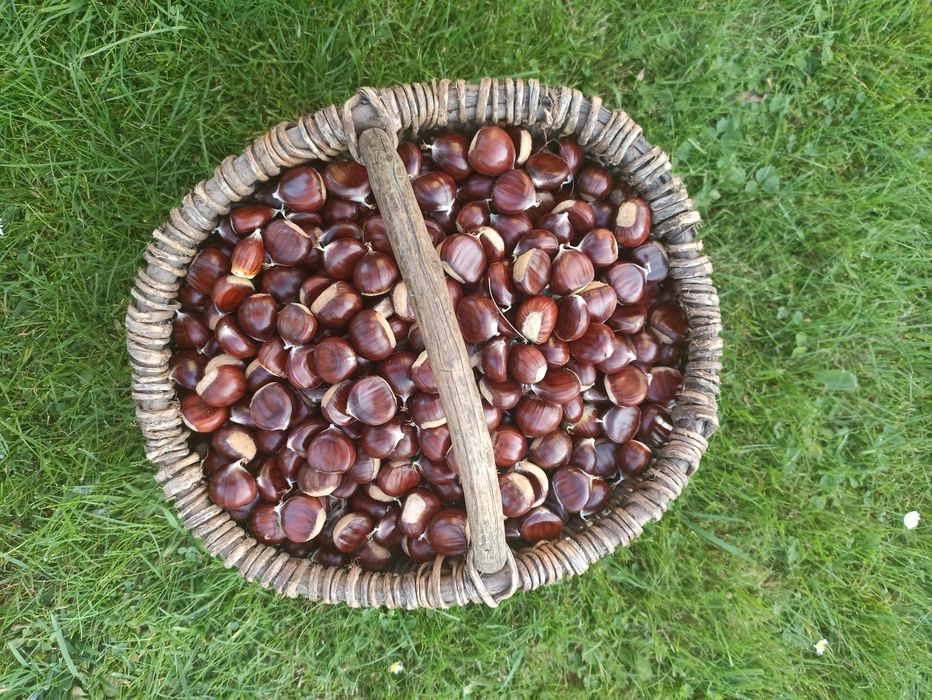 Kasztany jadalne tegoroczne 2kg