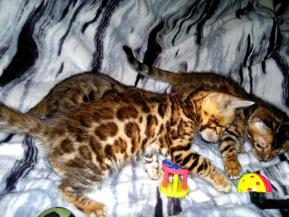 Елітна бенгалочка ШОУ клас від клубної вязки в розведення