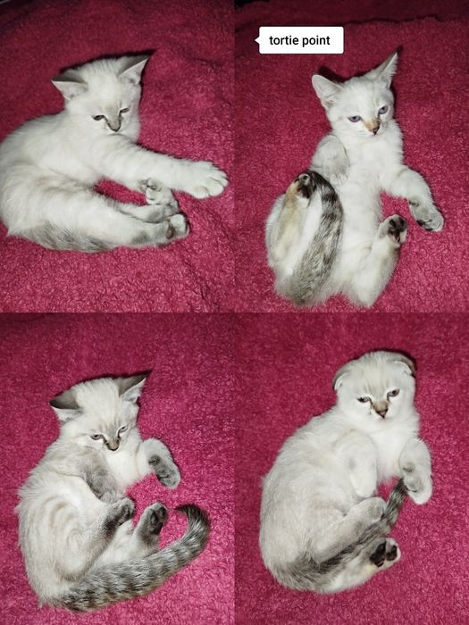 Кошенята  страйт