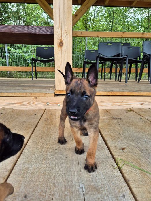 Породні цуценята бельгійської вівчарки малінуа від робочих батьків!