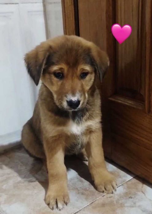 Bebés para adoção responsável 
Bebés para adoção responsável