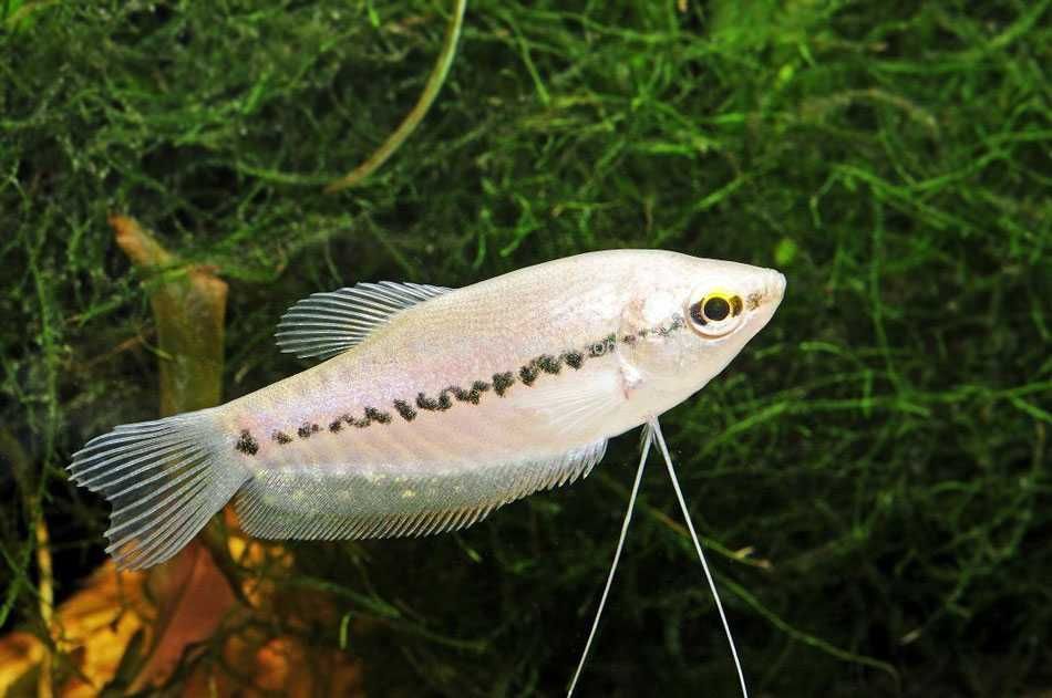 Gurami syjamski (Trichogaster pectoralis)