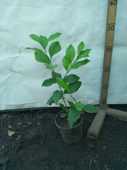 Лимони різні сорти