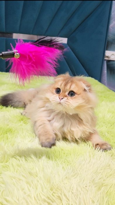 Шотландський висловухий хлопчик