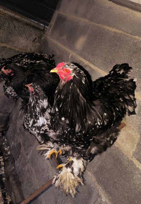 Ovos galados Brahma: Mottled, Buff, Splash.