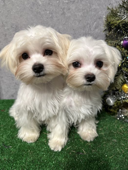 Щенки мальтийской болонки