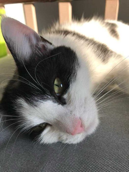 oddam dwa kocury do dobrego domu