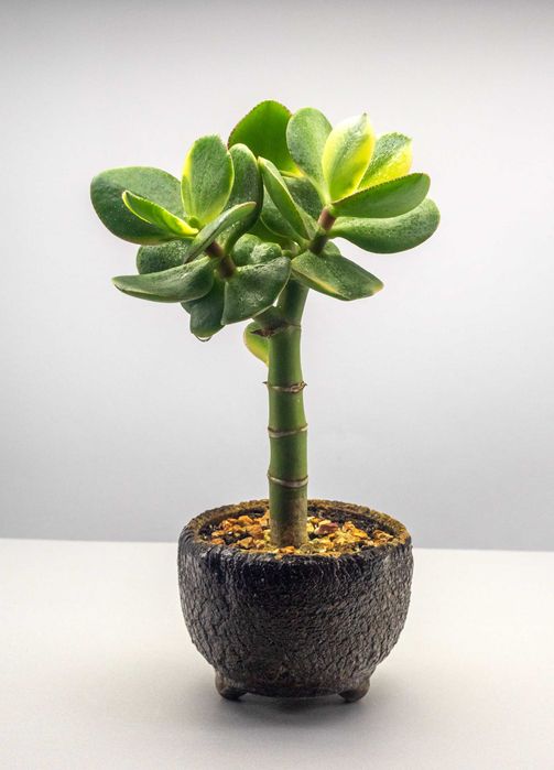 Крассула Кагетсу (Маруба) Нишики и Денежное дерево Возвращение красоты