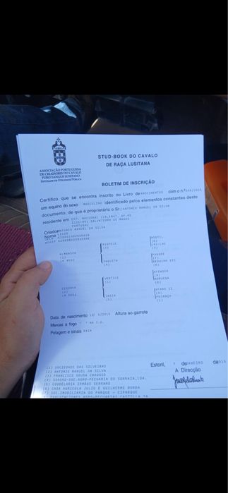 Cavalo lusitano puro com livro azul