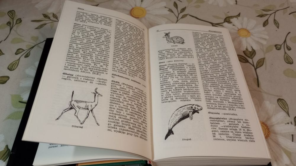Ssaki. Mały słownik zoologiczny.