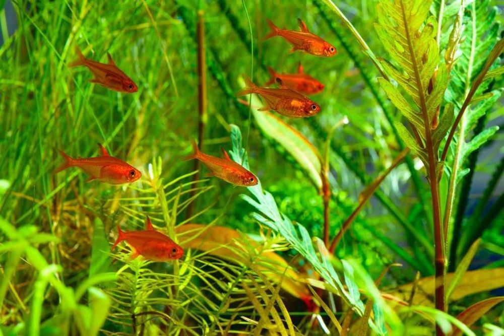 Tetra Ambar (Hyphessobrycon Amandae)