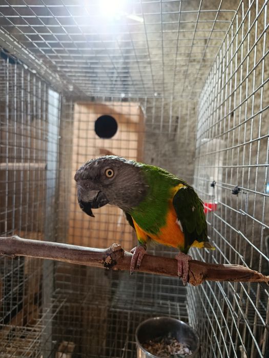 Papagaio Senegal, Meyeri, Rosela, Pyrrhuras