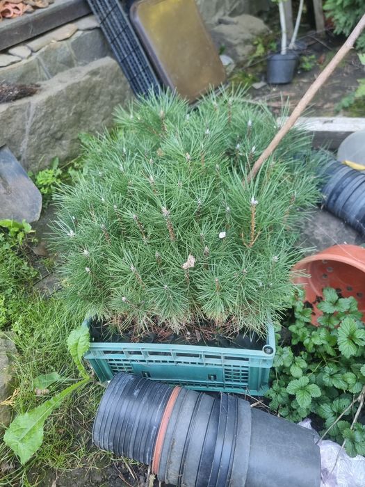 Саженцы Сосны черной Пирамидалис (Pinus nigra Pyramidalis)