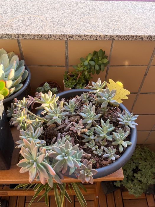 Suculentas e cactos