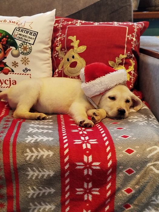 Labrador retriever szczenięta